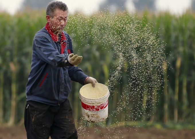 Người nông dân gieo hạt trên cánh đồng ngô tại một trang trại ở Gaocheng, tỉnh Hà Bắc, Trung Quốc, ngày 30/9/2015. Ảnh: Reuters.