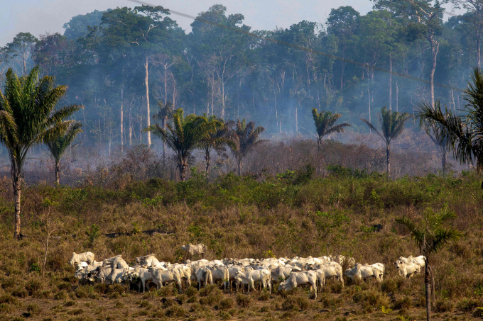 Nhu cầu về thịt bò ở vùng Amazon ngày càng tăng khiến nhiều người dân địa phương coi chăn nuôi gia súc như một sinh kế giúp nuôi sống gia đình của họ, dẫn đến tình trạng phá rừng bất hợp pháp leo thang. Ảnh: Washington Post.