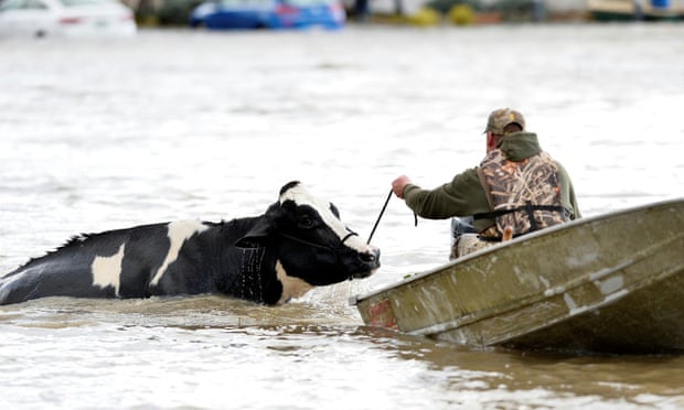 Một con bò được dắt ra khỏi chuồng ngập nước ở Abbotsford. Những người nông dân đã sử dụng thuyền máy và xuồng phản lực để giải cứu động vật của họ. Ảnh: Reuters.