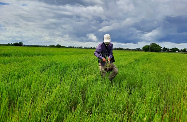 Nông dân Tom Ke từ làng Koh Chamkar là một trong những người nổi tiếng cộng tác với NatureLife Campuchia. Ke sẽ để lại 5% sản lượng lúa của mình chưa thu hoạch cho đàn sếu. Ảnh: Courtesy of NatureLife Campuchia.