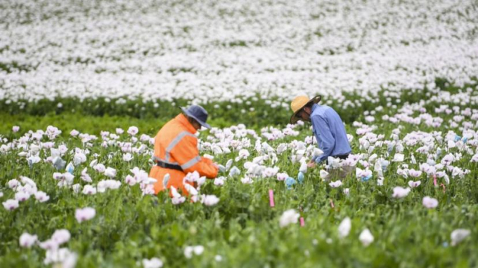 Úc đang đàm phán để tạo thị thực nông nghiệp mới cho người lao động từ Đông Nam Á. Ảnh: AAP.