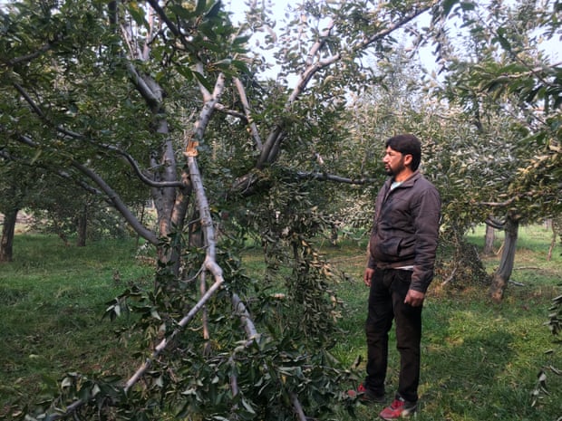 Nawaz Ahmad Thoker khảo sát cây táo của mình sau khi tuyết rơi dày vào tháng 10. Vườn cây ăn quả của ông cũng bị thiệt hại nặng nề do tuyết vào năm 2018 và 2019. Ảnh: Aakash Hassan.