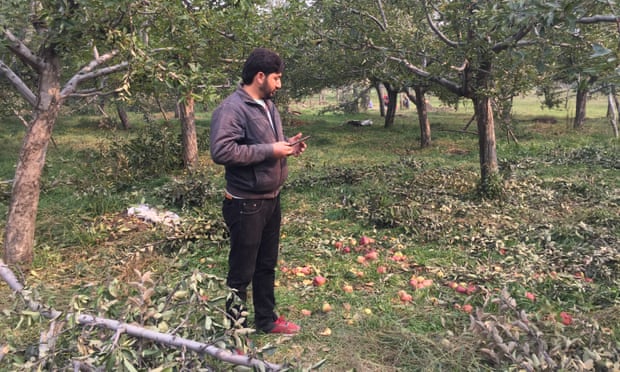 Nawaz Ahmad Thoker trong vườn táo bị thiệt hại nặng bởi tuyết rơi sớm ở Ramnagri, một ngôi làng ở thung lũng Kashmir. Ảnh: Aakash Hassan.