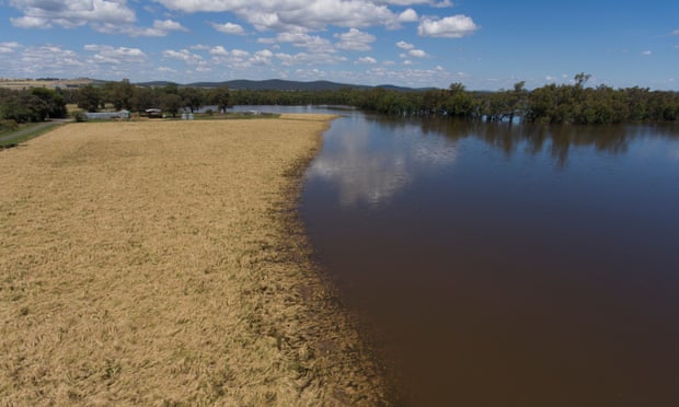 Lúa mì gần Eugowra ở miền trung tây bang New South Wales bị lũ lụt vào tháng 11 phá hủy. Các chuyên gia cho rằng mùa màng của Úc bị sụt giảm do thời tiết xấu có thể dẫn đến thiệt hại kinh tế lên tới hàng tỷ USD. Ảnh: Mike Bower/Guardian.