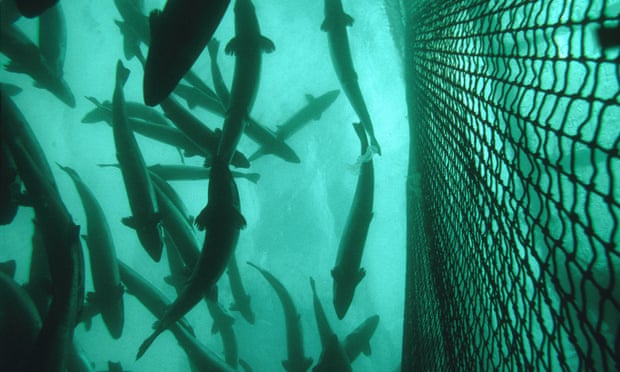 Các nhà vận động đang kêu gọi cá nuôi phải được trao quyền tương tự như các động vật nuôi khác. Ảnh: Bluegreen Pictures/Alamy.