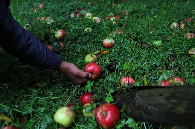 Một nông dân thu hoạch táo ở quận Baramulla, Jammu và Kashmir. Gần 80% táo của Ấn Độ được trồng trong khu vực. Ảnh: Shutterstock.