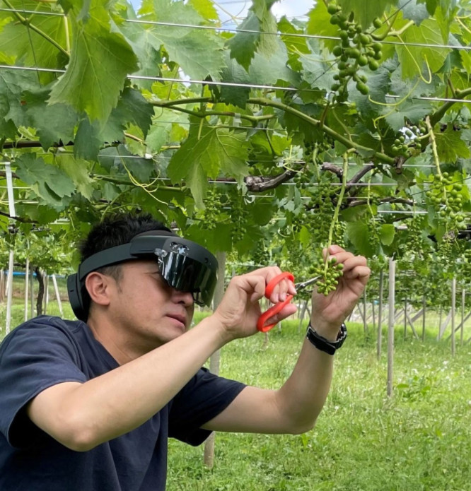 Một nông dân kiểm tra nho bằng kính 'SmartGlass'. Ảnh do giáo sư Mao Xiaoyang của Đại học Yamanashi cung cấp.