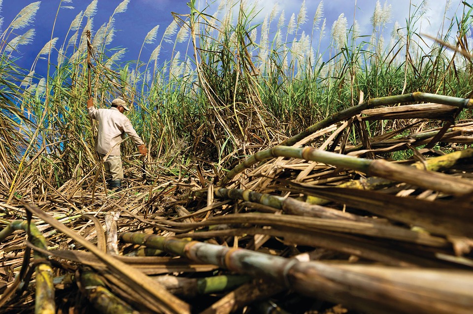Cuba chỉ sản xuất hơn 800.000 tấn đường thô trong mùa trước, thành tích kém nhất kể từ năm 1908. Ảnh minh họa: Getty.