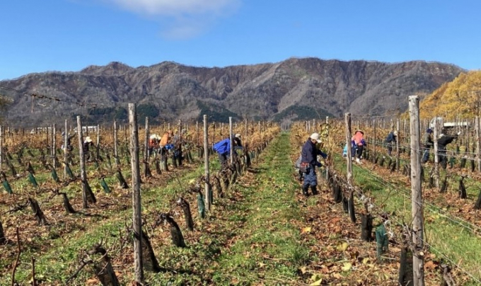 Nông dân vùng Hokkaido (Nhật Bản) chăm sóc vườn nho nguyên liệu để làm rượu vang.
