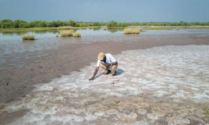 Almamo Fatty, một nông dân, cho thấy lớp muối ở nơi từng có ruộng lúa. Ảnh: The Guardian.