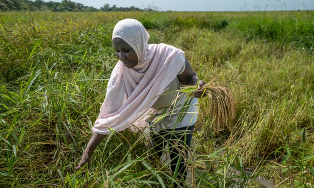 Thu hoạch lúa bên sông Gambia, nơi đất mặn hơn qua từng năm. Đó thực sự là một cuộc khủng hoảng ở đất nước châu Phi nhỏ bé này. Ảnh: Guardian.