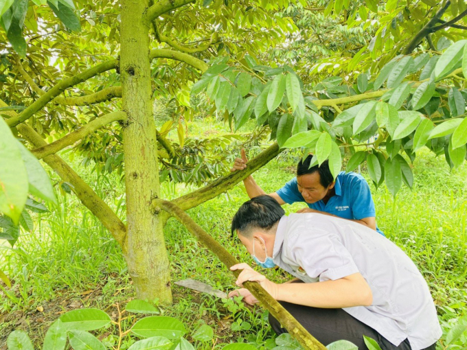 Lực lượng 3 Cùng tư vấn kỹ thuật cho nông dân tại vùng nguyên liệu cây ăn quả liên kết với Tập đoàn Lộc Trời năm 2021.