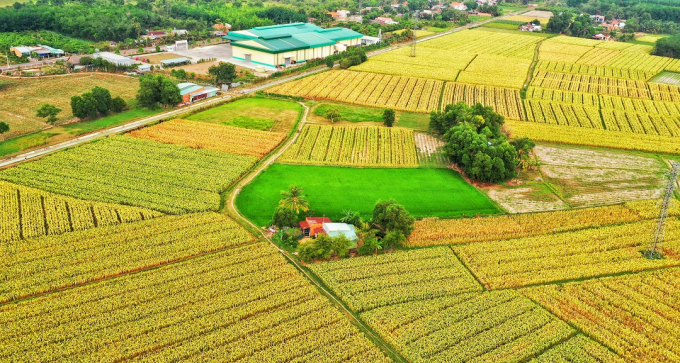 Hình ảnh vùng nguyên liệu xung quanh nhà máy Gò Dầu thuộc Tập đoàn Lộc Trời tại tỉnh Tây Ninh năm 2018.