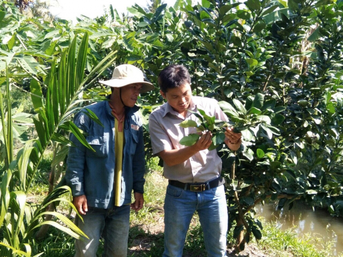 Kỹ sư nông nghiệp Tập đoàn Lộc Trời cùng nông dân thăm khám vườn bưởi da xanh.