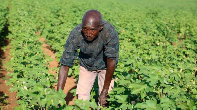 Zachariah Guyo, nông dân người Kenya, đang chăm sóc bông của mình. Ảnh: Pool.