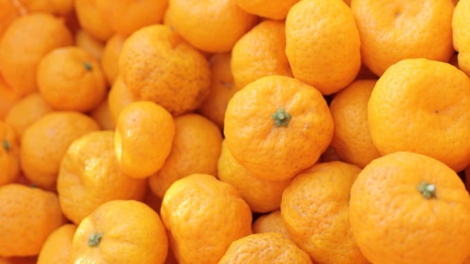 Bên cạnh cây shīkuwāsā của Okinawa, tachibana là loại cam chanh duy nhất có nguồn gốc di truyền ở Nhật Bản.