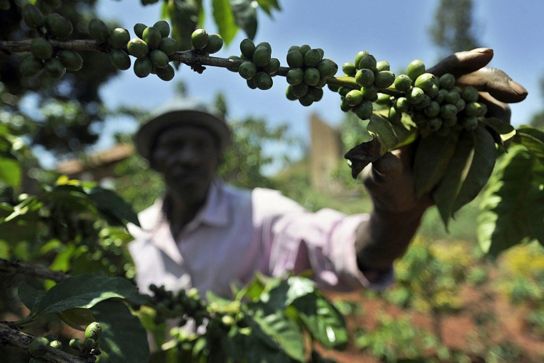 Các nhà sản xuất cà phê Kenya đang hy vọng mở rộng xuất khẩu sang Trung Quốc. Ảnh: AFP.