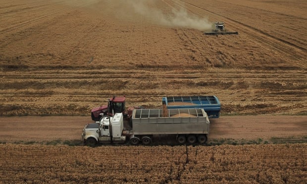 Lúa mì cho năng suất kỷ lục là một yếu tố quan trọng đóng góp vào dự báo tổng giá trị sản lượng của ngành nông nghiệp Úc lên tới 78 ​​tỷ USD trong năm 2021. Ảnh: AAP.