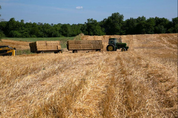 Một chiếc máy kéo vận chuyển những kiện rơm rạ sau vụ thu hoạch lúa mì để dọn đất trồng đậu tương, tại Shelbyville, Kentucky, Hoa Kỳ, vào ngày 29/6/2021. Ảnh: Reuters.
