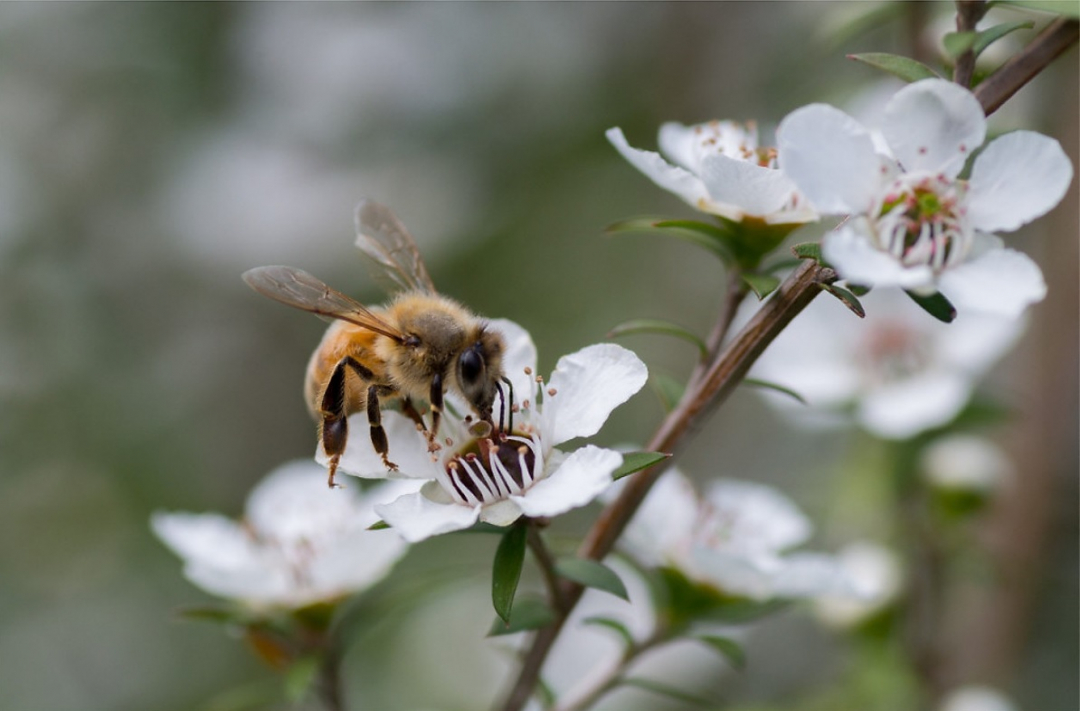 Vương quốc Anh đã ra phán quyết rằng nhãn hiệu 'mật ong Manuka' có thể được sử dụng cả trên các sản phẩm được sản xuất tại Úc chứ không chỉ riêng ở New Zealand. Ảnh minh họa: Getty.
