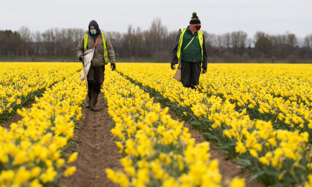 Những người hái hoa thủy tiên ở Lincolnshire vào mùa xuân năm ngoái. Ảnh: PA.