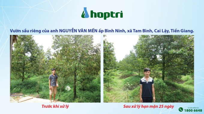 Vườn sầu riêng của anh Nguyễn Văn Mến ấp Bình Ninh, xã Tam Bình, Cai Lậy, Tiền Giang trước & sau xử lí hạn mặn.