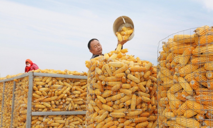 Sản lượng ngô của Trung Quốc trong năm 2021-22 được dự đoán sẽ tăng lên 272,55 triệu tấn từ 260,67 triệu tấn trong năm 2020-21, theo Ước tính Cung và Cầu Nông nghiệp của Trung Quốc (China's Agriculture Supply and Demand Estimates – Casde).