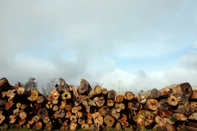 Khoảng 800 khúc gỗ bị chặt bất hợp pháp từ rừng nhiệt đới Amazon nằm lại trong một trang trại sau khi cảnh sát thông báo họ sẽ sớm đến để tịch thu, ngày 28/2/2008.