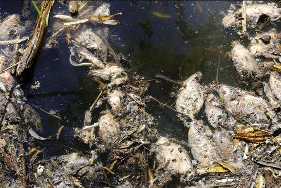 Có tới 60-80 tấn cá chết tại Jalisco, trung tâm ngành công nghiệp rượu tequila của Mexico, do ô nhiễm hồ nước. Ảnh: AP.