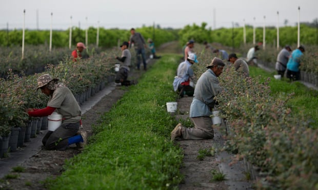 Công nhân hái quả việt quất tại một trang trại ở Florida (Hoa Kỳ) vào ngày 31/3/2020. Ảnh: Reuters.