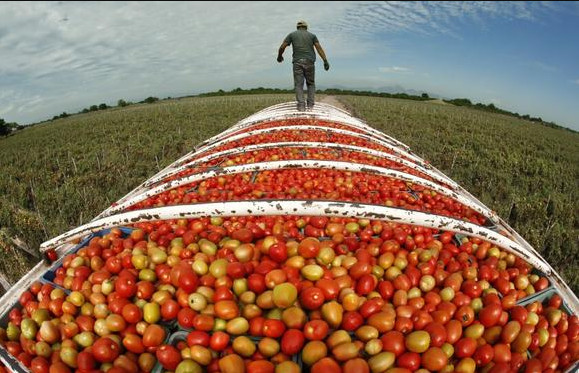 Một chiếc xe tải chở đầy cà chua từ Mexico tới Mỹ.