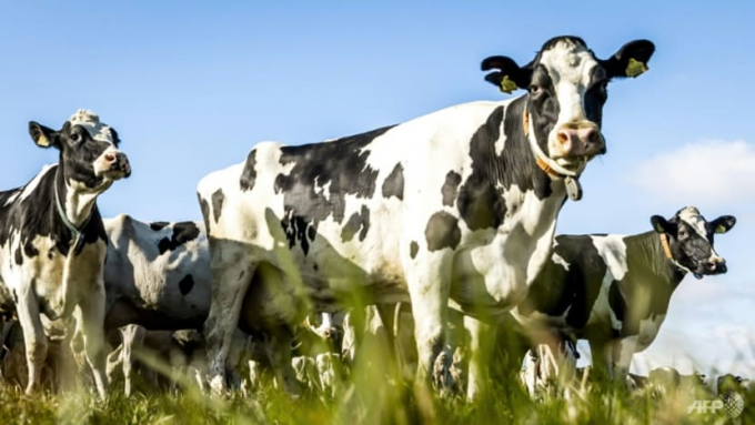 Chăn nuôi gia súc là một trong những nguồn phát thải khí nhà kính chính ở Hà Lan, nơi biến đổi khí hậu đe dọa nuốt chửng những cánh đồng trũng. Ảnh: AFP.