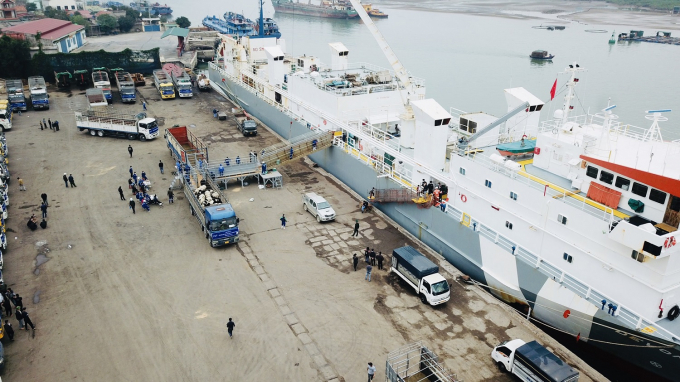 'Siêu tàu' từ Mỹ chở hơn 1.700 bò sữa cao sản chất lượng hàng đầu thế giới cập cảng Cửa Lò ngày 12/1/2022.