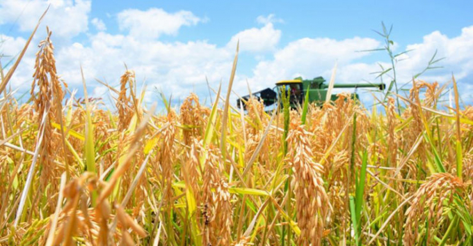 Dự kiến, Úc sẽ có một vụ mùa bội thu trong năm 2022 và lại trở thành nhà xuất khẩu gạo lớn trong năm. Ảnh minh họa: ABC Rural.