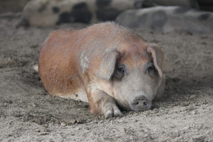 Một con lợn sắp xuất chuồng đang nghỉ ngơi tại một trang trại gần Trùng Khánh. Ảnh: Vincent ter Beek.