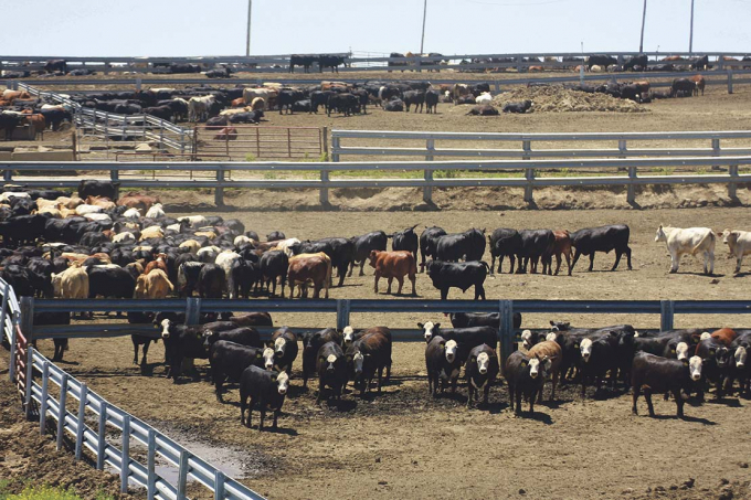 Số lượng gia súc đang giảm và giá thịt bò trên thị trường Mỹ đang tăng lên. Ảnh minh họa: Thinkstock.
