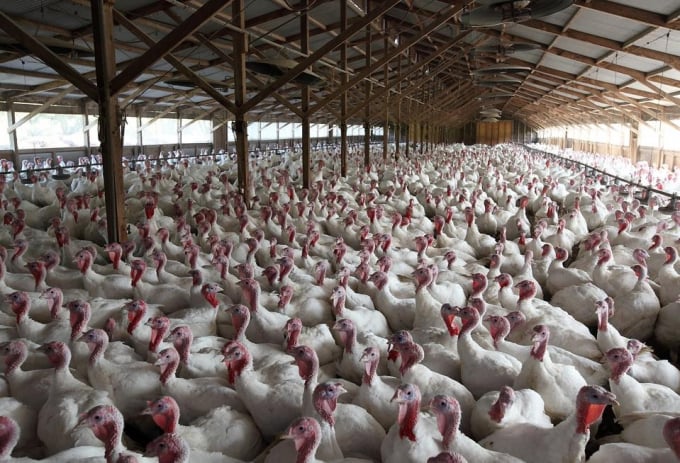 Mức tiêu thụ của thịt gà tây tại Mỹ đã ổn định trong một thời gian và có thể sẽ vẫn như vậy. Ảnh: Getty.
