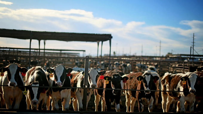 Gia súc bên trong chuồng tại một trang trại ở El Centro, California, Hoa Kỳ, ngày 11/2/2015. Ảnh: Getty.
