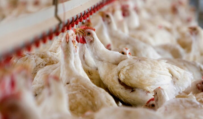 Sự thống trị của hai nhà máy chế biến thịt gà ở Úc khiến chuỗi cung ứng dễ bị gián đoạn, theo Hội Nông dân New South Wales. Ảnh minh họa: Getty.