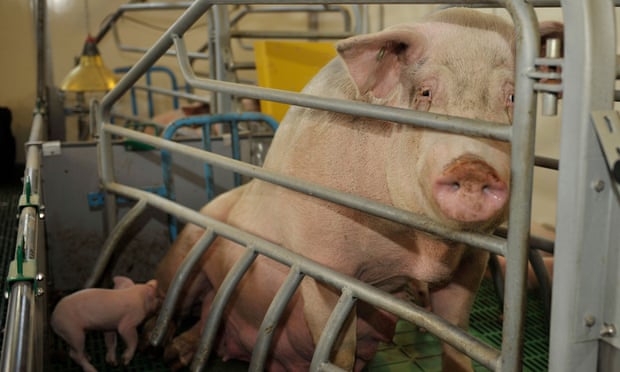 Phần lớn lợn được nuôi để lấy thịt ở Mỹ sống trong những không gian quá nhỏ để có thể di chuyển xung quanh. Ảnh: Alamy.