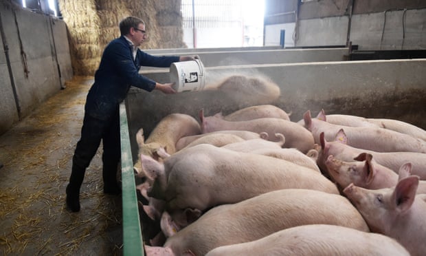 Các ngành chăn nuôi lợn và gà của Vương quốc Anh đều báo cáo việc sử dụng kháng sinh giảm đáng kể. Ảnh: Getty.