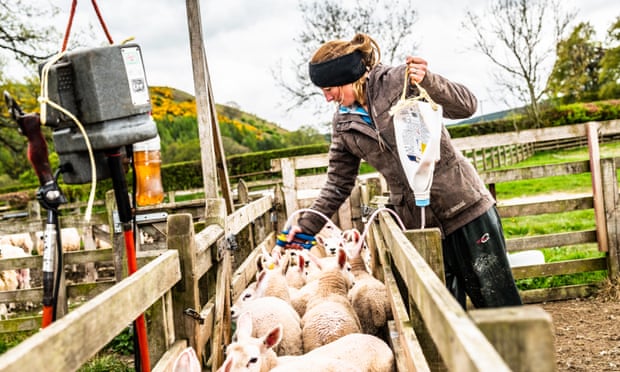 Tổng lượng sử dụng kháng sinh trên tất cả các trang trại ở Anh đã giảm 52% từ năm 2014 đến năm 2020. Ảnh: Alamy.