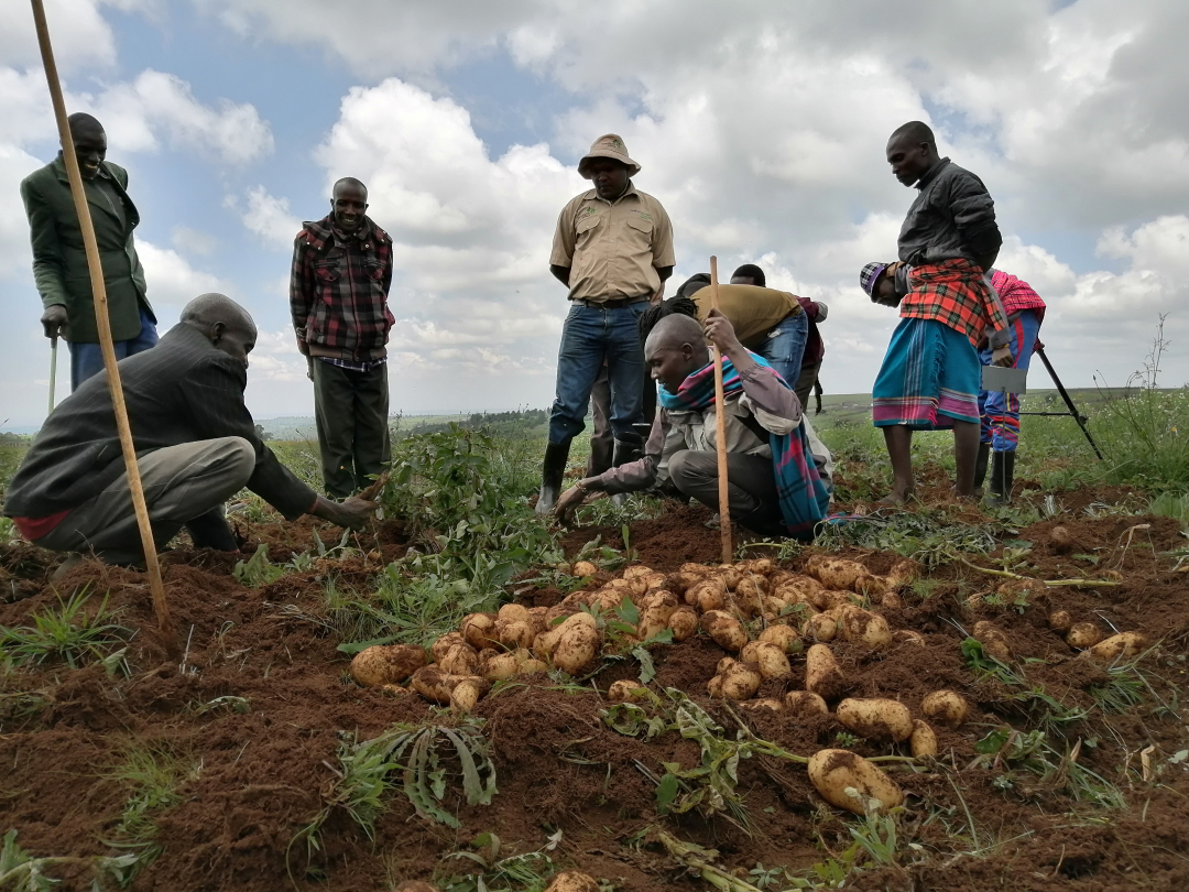 Theo Bộ Nông nghiệp Kenya, khoai tây là cây lương thực quan trọng thứ hai của nước này sau ngô. Ảnh: Getty.