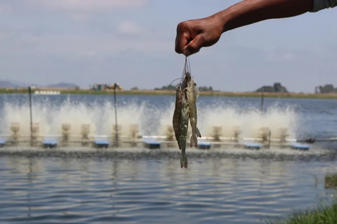 World shrimp industry may witness a record in output in the first half of 2022. Photo for illustrative purpose.