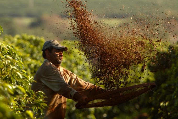 Brazil có thể sản xuất 61,4 triệu bao cà phê arabica và robusta trong niên vụ 2022-2023 (Ảnh minh họa).