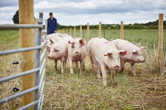 Lợn đang tồn đọng trong các trang trại của Anh vì thiếu nhân viên tại các lò mổ (Ảnh minh họa).