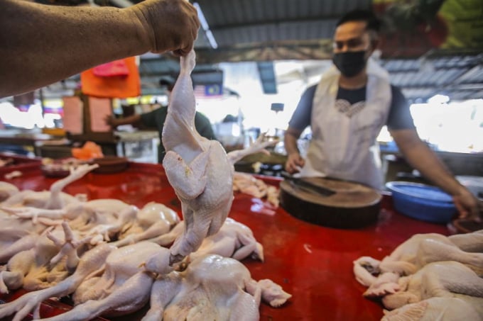 Giá thịt gà tại Malaysia tăng mạnh, xuất phát từ việc giá thức ăn cho gà tăng, chiếm khoảng 70% giá thành sản xuất. Ảnh minh họa: Malay Mail.