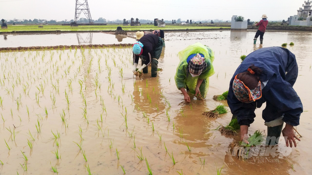 Các địa phương cần chủ động triển khai các biện pháp đảm bảo an toàn cho diện tích lúa vụ Đông Xuân mới gieo cấy. Ảnh: Minh Phúc.