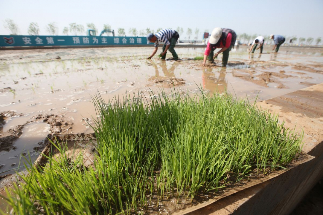 'Lúa nước mặn' có thể giúp cải thiện sản lượng ngũ cốc của Trung Quốc. Ảnh minh họa: Bloomberg.