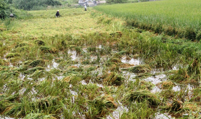 Nhằm để giảm thiệt hại sau khi lúa bổ, người dân ở tỉnh Thừa Thiên- Huế đang khẩn trương xuống đồng tiến hành gặt đưa về, phương châm 'xanh nhà hơn già đồng'.